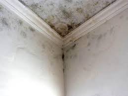 Why You Should Choose Our Mold Remediation Services in Stonybrook, PA